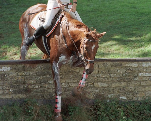 broodmare Jenna (Belgian Warmblood, 1986, from Etretat)