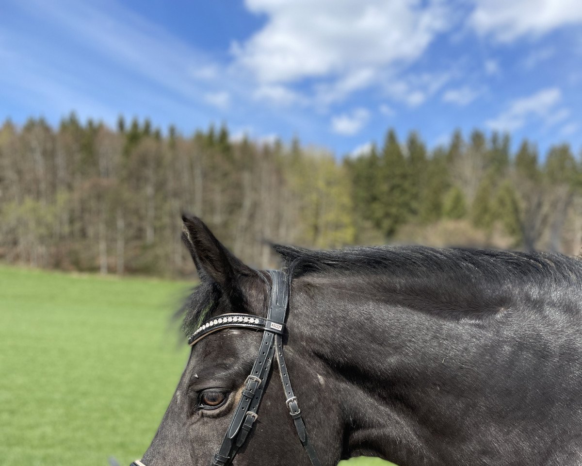 Springpferd Crazy Princess (Deutsches Reitpony, 2007, von Hilkens Black Delight)