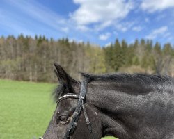 jumper Crazy Princess (German Riding Pony, 2007, from Hilkens Black Delight)