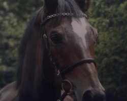 broodmare Grace H (Westphalian, 1995, from Gralshüter)