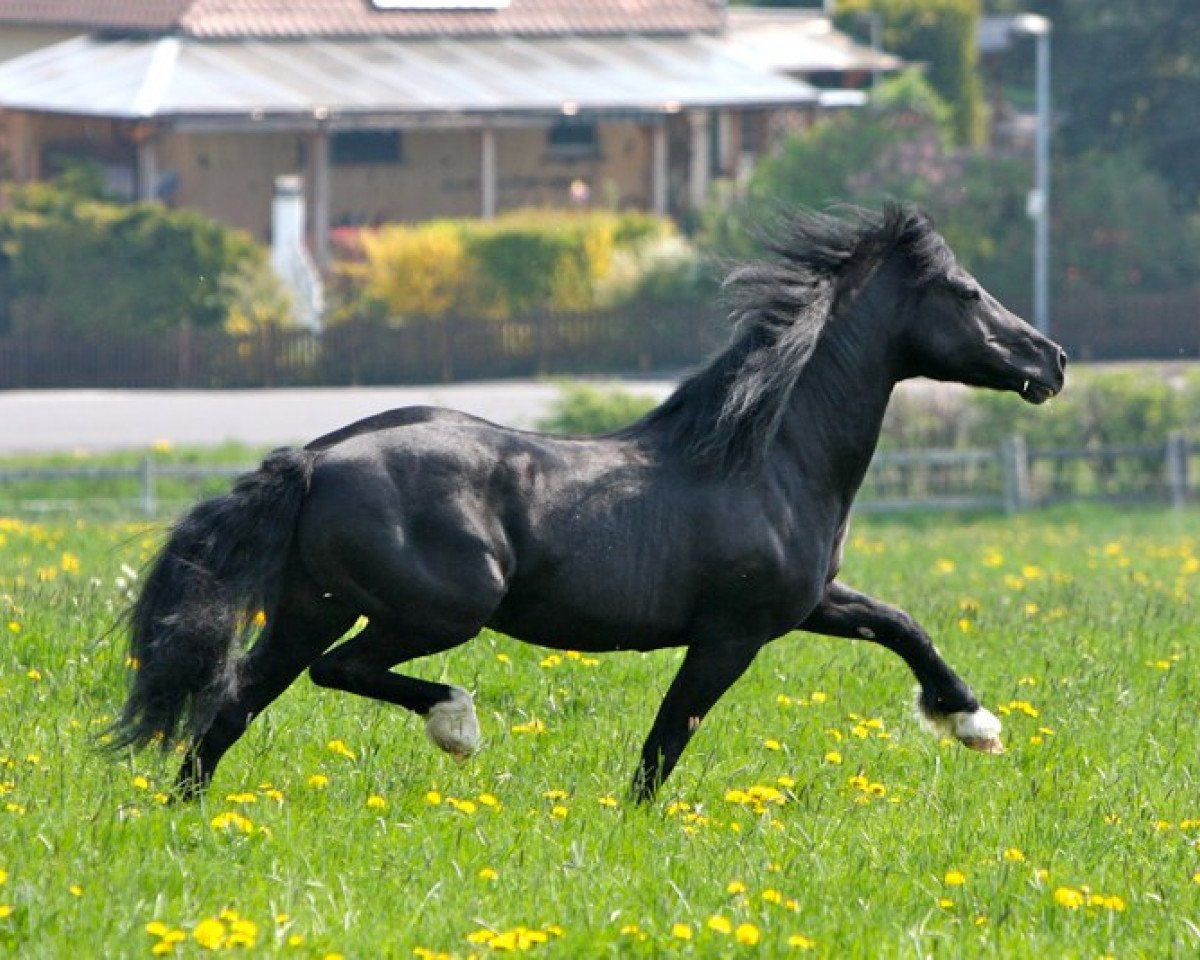 Pferd Maen Gorwel Roscoe (Welsh-Cob (Sek. D), 1994, von Ricardo)
