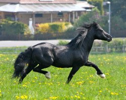 Pferd Maen Gorwel Roscoe (Welsh-Cob (Sek. D), 1994, von Ricardo)