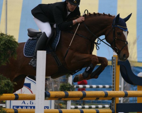 Zuchtstute Quite Lucky (Belgisches Warmblut, 1993, von Lucky Him van het Vijverbos)