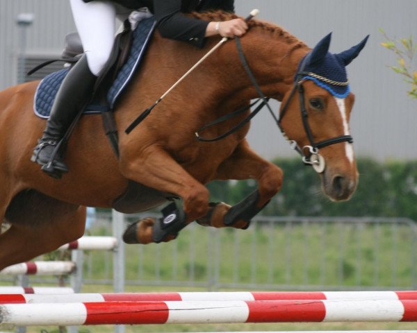 broodmare Astrid (Belgian Warmblood, 2000, from Eros Platiere)