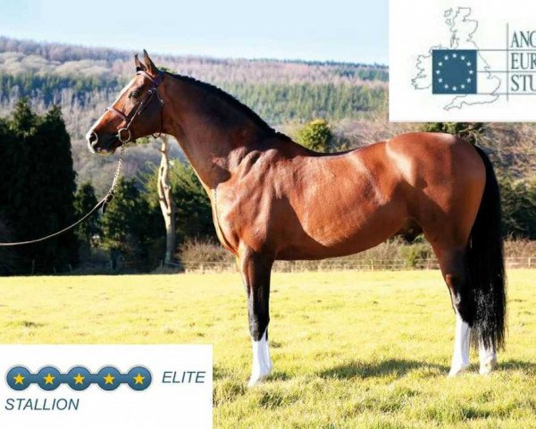 stallion Vancouver (KWPN (Royal Dutch Sporthorse), 2002, from Heartbreaker)