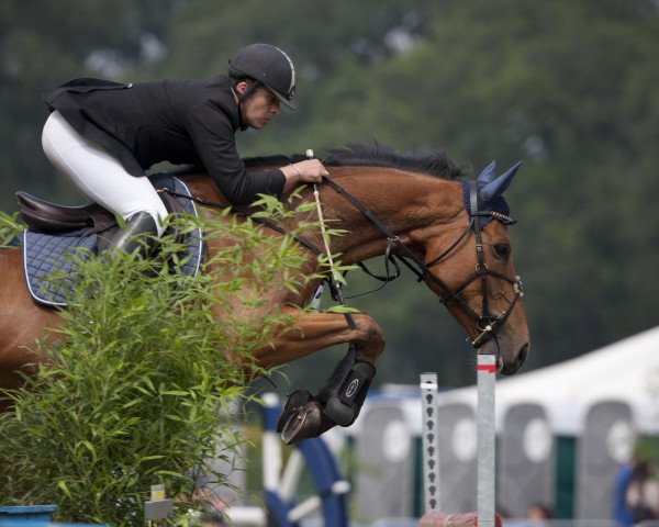 Pferd Finnley (Belgisches Warmblut, 2005, von Sheyenne de Baugy)