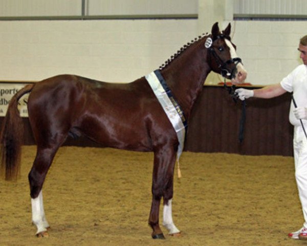 dressage horse Wadacre Super Trooper (UK Warmblood, 2009, from Sarkozy 3)