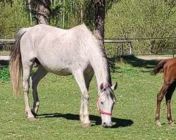 broodmare LVS Naomi (Irish Sport Horse, 2006, from Vancouver)