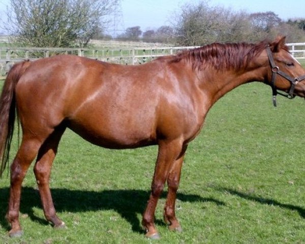 broodmare Wadacre Watch Me (UK Warmblood, 2005, from Waikiki of Wadacre)