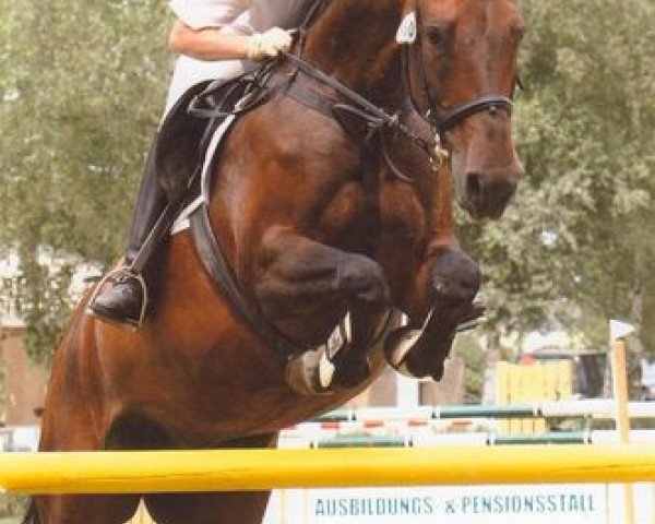 Zuchtstute Sandrina (Sachsen-Anhaltiner, 1997, von San Juan)