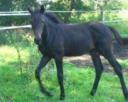 dressage horse Quebelle (German Sport Horse, 2011, from Quadroneur)