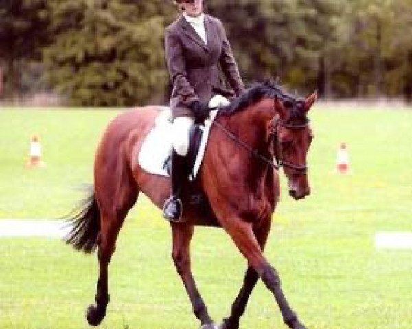 Deckhengst Kiltealy Spring (Irish Sport Horse, 1984, von Sky Boy xx)