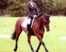 stallion Kiltealy Spring (Irish Sport Horse, 1984, from Sky Boy xx)