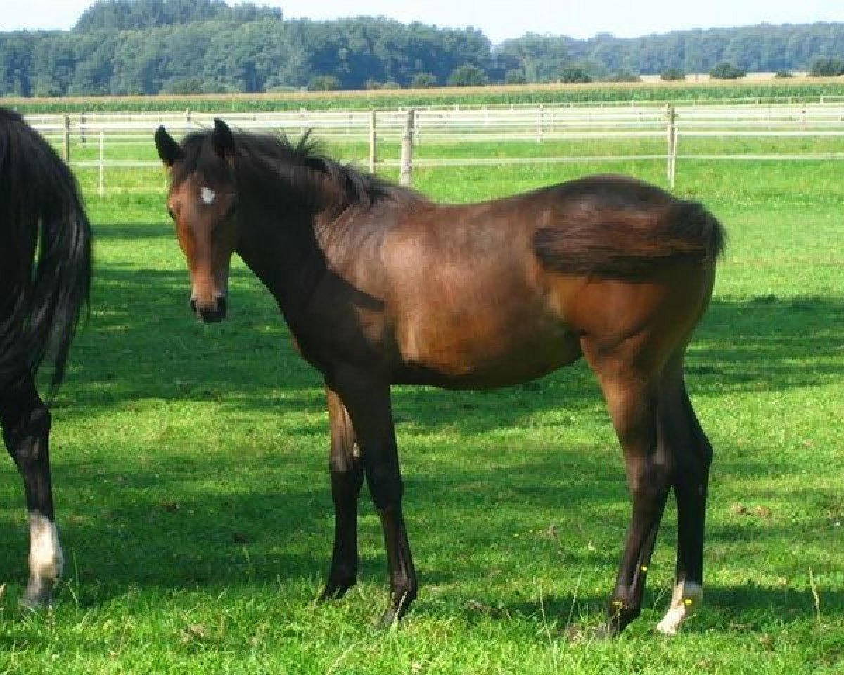 horse Quickstepp (Brandenburg, 2011, from Quadroneur)