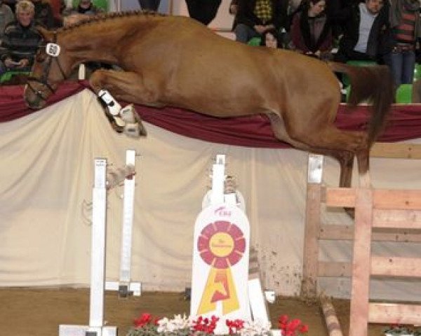 stallion Colorfox (German Sport Horse, 2010, from Colestus)