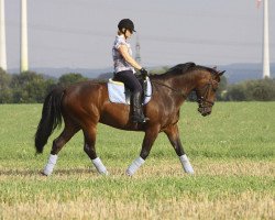 dressage horse Lucky Luke (Mecklenburg, 2004, from Luxor v. Ganschow)