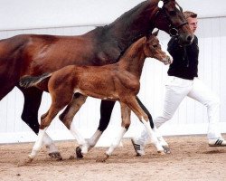 jumper Levinia D (Hanoverian, 2010, from Levistano)