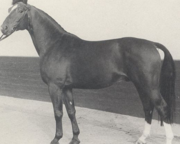 stallion Azur (Hanoverian, 1972, from Absatz)