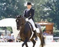 stallion Condor M (Hanoverian, 1990, from Contender)