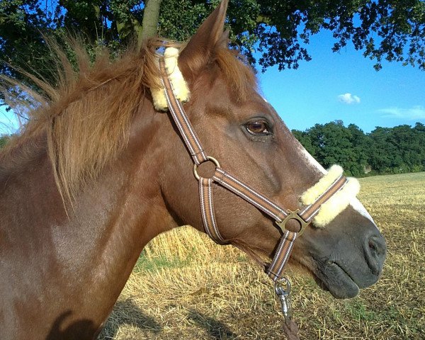 horse Nick (German Riding Pony, 1995, from Natoheld)