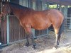 broodmare Lady's (Oldenburg, 1996, from Landor S)