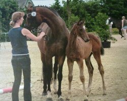 broodmare Royal Roxanna (Hanoverian, 2004, from Riverside)