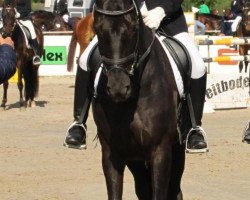 dressage horse Donna Dorina 15 (Hanoverian, 2005, from Danone 4)