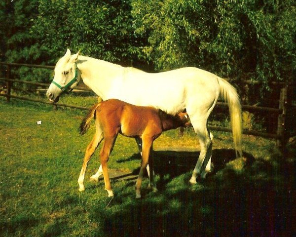 stallion Hamasa Arslan ox (Arabian, 1976, from Farag 1962 EAO)