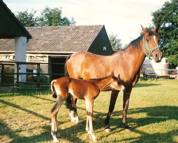 broodmare Gazala 1967 ox (Arabian thoroughbred, 1967, from Saker 1958 ox)