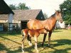 broodmare Gazala 1967 ox (Arabian thoroughbred, 1967, from Saker 1958 ox)