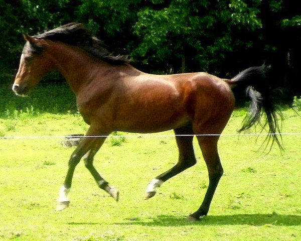 horse Maamoon Gazur ox (Arabian thoroughbred, 1987, from Hamasa Arslan ox)