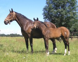 broodmare Marina E (Westphalian, 1992, from Maquisard xx)