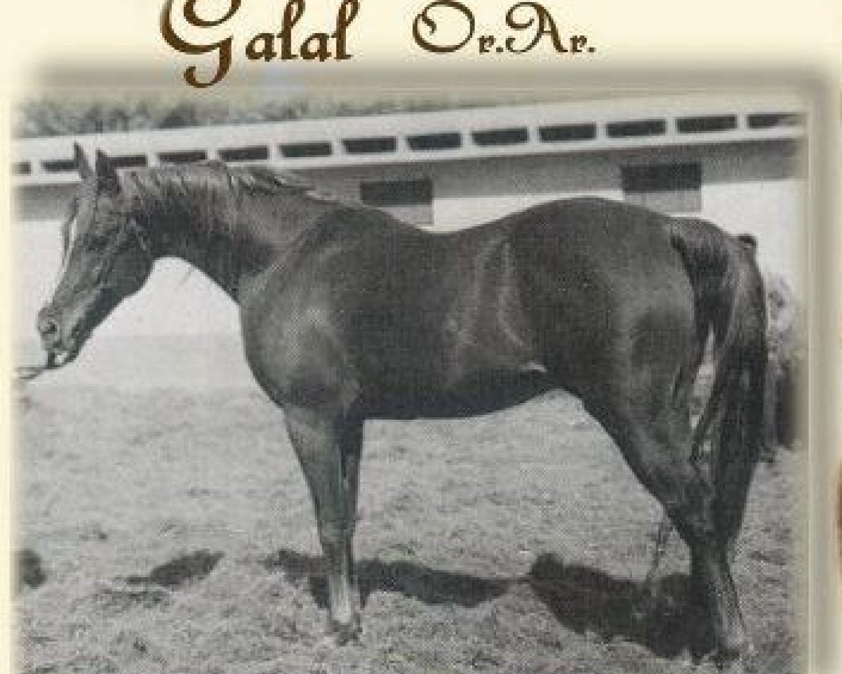 stallion Galal 1959 EAO (Arabian purebred, 1959, from Nazeer 1934 RAS)