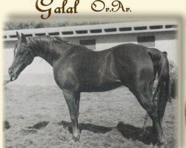 stallion Galal 1959 EAO (Arabian thoroughbred, 1959, from Nazeer 1934 RAS)
