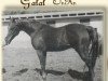 stallion Galal 1959 EAO (Arabian thoroughbred, 1959, from Nazeer 1934 RAS)