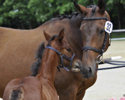 broodmare Luisa (Rhinelander, 2000, from Laudator xx)