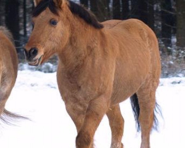 horse Merlin 232 (German Riding Pony, 1988, from Milan)