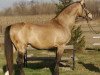 stallion Rahihaza Martaloc-11 (Hungarian Warmblood, 1987, from Martalóc)