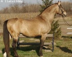 stallion Rahihaza Martaloc-11 (Hungarian Warmblood, 1987, from Martalóc)