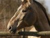 stallion Radihaza Martaloc-13 (Hungarian Warmblood, 1986, from Martalóc)