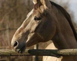 stallion Radihaza Martaloc-13 (Hungarian Warmblood, 1986, from Martalóc)