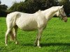 broodmare Baba (Hungarian Warmblood, 2004, from Rahihaza Martaloc-11)