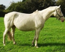 broodmare Baba (Hungarian Warmblood, 2004, from Rahihaza Martaloc-11)