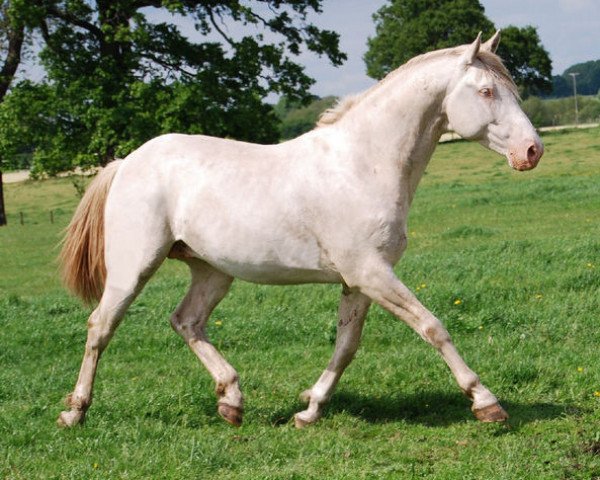 stallion Alba (Hungarian Warmblood, 2005, from Radihaza Martaloc-13)
