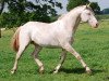 stallion Alba (Hungarian Warmblood, 2005, from Radihaza Martaloc-13)