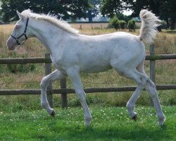 stallion halona A'Sprig (UK Warmblood, 2008, from Alba)