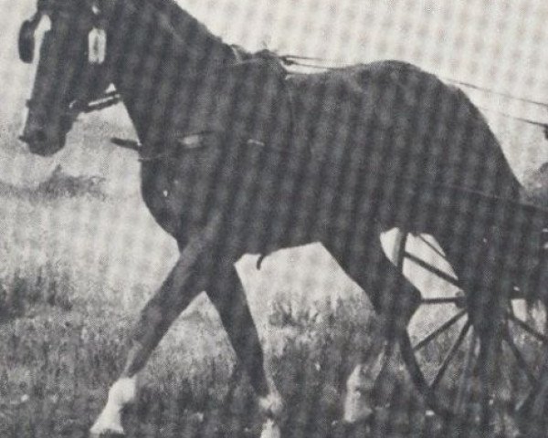 horse Archimedes (Hanoverian, 1963, from Abglanz)