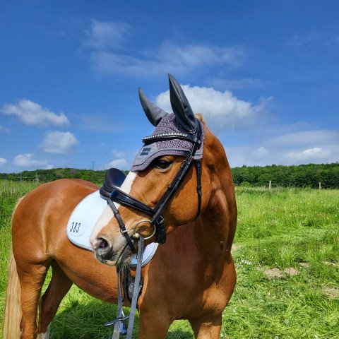 jumper Winya 5 (German Riding Pony, 2016, from New Star)