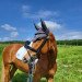 jumper Winya 5 (German Riding Pony, 2016, from New Star)