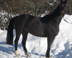 Zuchtstute Riwera (Westfale, 2003, von Royal of Loh)